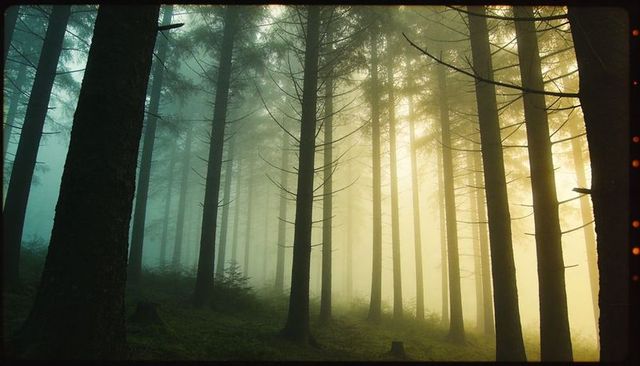 Sunlight streaming through mist between tall conifer trunks on mossy forest slope