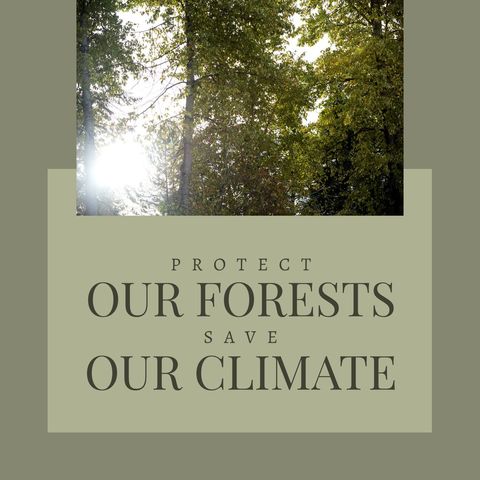 Sunlight Streaming Through Forest Urges Climate Action - Download Free Stock Templates Pikwizard.com
