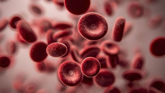 Microscopic View of Floating Human Red Blood Cells