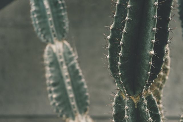 This close-up view of a green cactus with long spines is perfect for nature and botanical themes. It can be used in projects related to desert landscapes, succulent gardening, and tropical plant care. Suitable for backgrounds or illustrations conveying sharpness, resilience, and natural beauty.