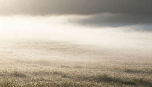 Mist-lined meadow at dawn with dew-covered grass and soft light over treeline