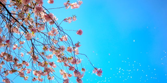 Cherry Blossom Tree Branches and Falling Petals on Clear Blue Sky - Download Free Stock Photos Pikwizard.com