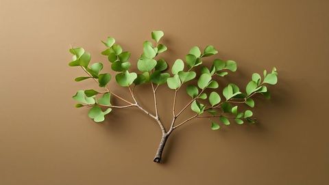 Studio captures ginkgo-inspired heart-shaped green leaves against brown backdrop