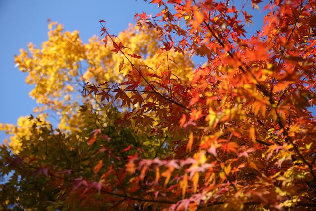 Vibrant autumn foliage with red and yellow leaves against a clear blue sky showcases the beauty of seasonal change. Perfect for autumn-themed promotions, nature blogs, seasonal greeting cards, or backgrounds for seasonal articles and presentations emphasizing natural beauty and serenity.