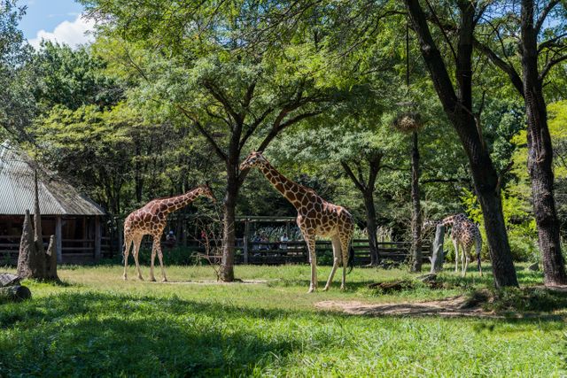 Giraffes leisurely walking and feeding in a spacious, green zoo enclosure surrounded by tall trees and a blue sky. Ideal for content related to wildlife conservation, zoo visits, nature observation, and environmental education.