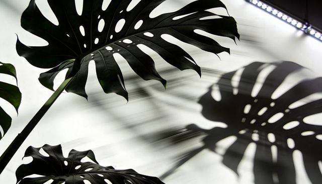 Monstera shadow play on high-key white backdrop with led accent lighting