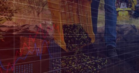 Olive harvest market analytics — farmer dumping olives from yellow basket onto net