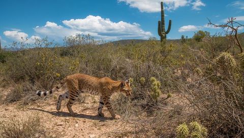 Spotted wildcat stalking through desert scrub with saguaro cactus and blue sky