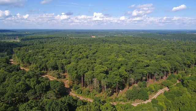 Aerial view of vast forest with winding trails