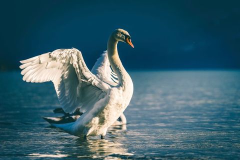 Majestic white swan spreading wings over tranquil blue lake, golden sunlight reflection