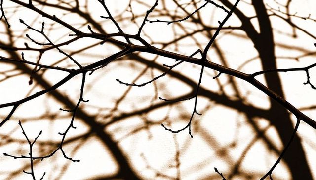 Bare tree branches casting dramatic shadows on pale wall with tiny buds