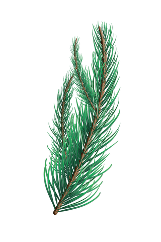 transparent green fir tree branch for nature designs - Download Free Stock Videos Pikwizard.com