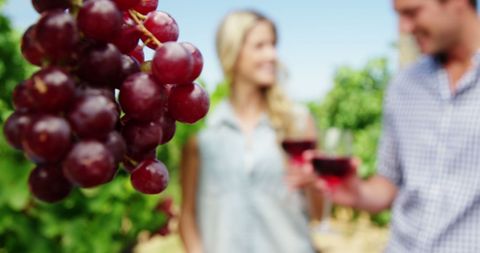 Couple Celebrating with Wine in Vineyard on Sunny Day - Download Free Stock Images Pikwizard.com