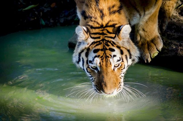 Majestic tiger drinking water from a pond in a forest. Ideal for use in wildlife documentaries, educational materials, environmental campaigns, and as a nature-themed illustration in blogs and articles.