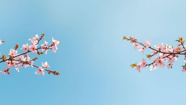 Framing cherry blossom branches reaching inward over clear blue sky, minimal spring design