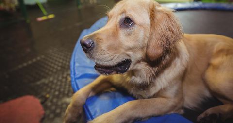 Golden Retriever Resting in Dog Bed - Download Free Stock Images Pikwizard.com