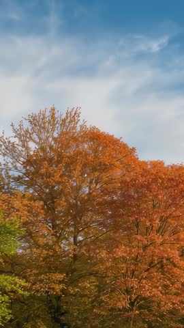 Vertical pan through autumn canopy to pale cloudy sky at woods edge