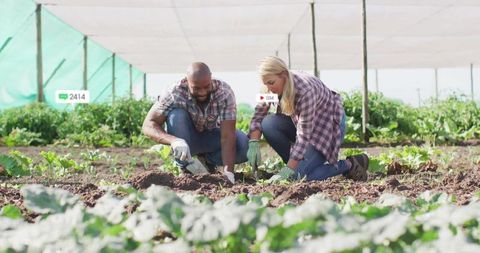 Diverse Farmers Cultivating Under Protective Shade Cloth