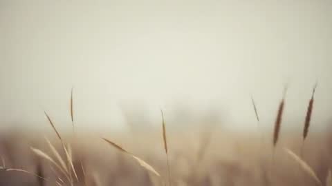 Sunlit Tall Grass Swaying in Gentle Wind Over Soft-Focused Rural Meadow Cinematic Loop
