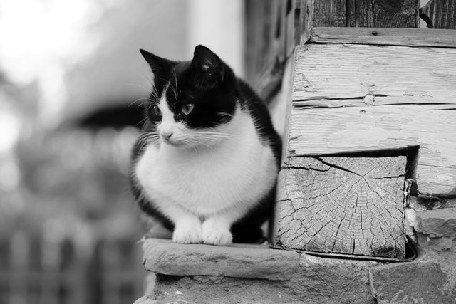 Black and white cat sitting on rustic wooden ledge, appearing curious and alert. Perfect for use in pet-related content, rustic or rural-themed designs, or animal-focused websites and blogs. Capturing a peaceful and natural outdoor scene.