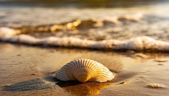 Close-up scallop shell on wet sand reflecting golden sunset light with ocean foam