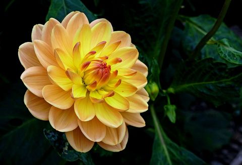 Golden Yellow Dahlia Blooming Close-up with Soft Peach Petals on Dark Green Leaves