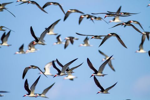 Flock of black skimmers soaring over blue sky in synchronized coastal flight