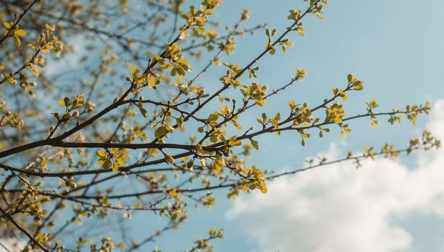 Spring branches sprouting yellow-green buds against clear blue sky with soft sunlight