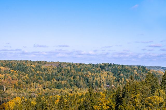 Shows expansive view of dense forest with vibrant autumn foliage under clear blue sky. Perfect for backgrounds, nature-themed promotions, travel adverts, environmental campaigns, seasonal marketing, or scenic posters.