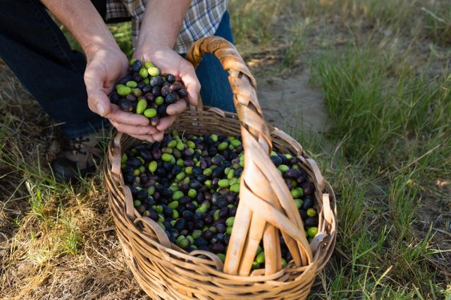 Farmer holding freshly picked green and black olives, placing them into a wicker basket. Ideal for use in agricultural promotions, organic farming advertisements, and rural lifestyle blogs. Highlights the process of olive harvesting and the natural beauty of farm life.