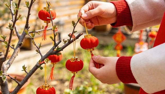 Hands placing red lanterns on blossom branch for lunar new year and spring festival decor