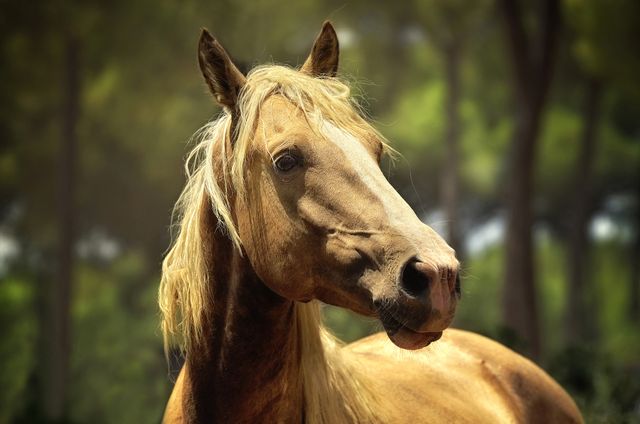 Close-up of a brown horse with flowing mane standing outdoors with blurry green forest background. Perfect for use in equine-themed projects, nature articles, and wildlife conservation campaigns.