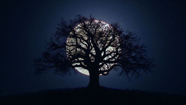 Solitary Tree Silhouetted Against Full Moon under Starry Night Sky