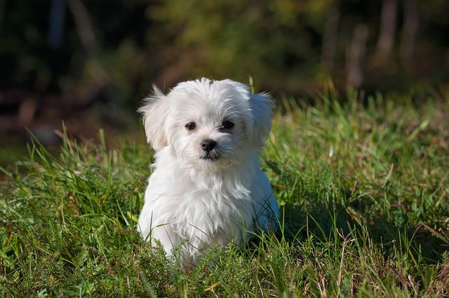 Lovely, small white dog is resting on green grass in a sunny outdoor setting. This heartwarming image can be used for pet care businesses, dog adoption posters, and social media posts about pets. Its natural and serene atmosphere makes it a great choice for relaxation themes and topics related to nature.