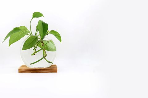 Green Plant in Glass Bowl on Wooden Stand Against White Background