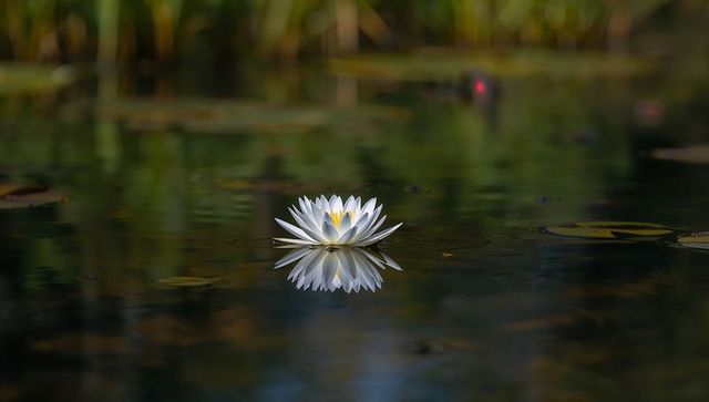 Serene white water lily floating with mirror reflection on calm pond under soft sunlight