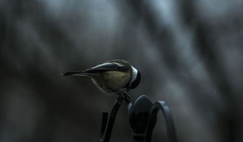 Black-capped chickadee perching on iron feeder in moody rainy twilight