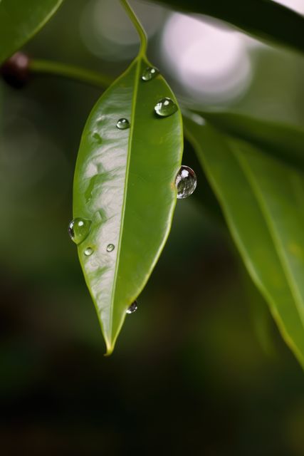 Green leaf with water drops, created using generative ai technology. Ecology, nature and harmony, digitally generated image.