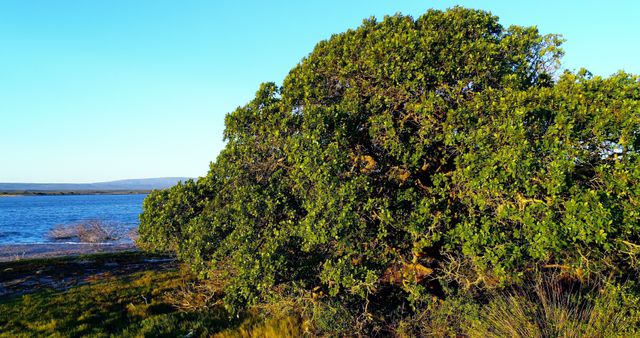 Lush Green Tree by Tranquil Lakeside - Download Free Stock Images Pikwizard.com