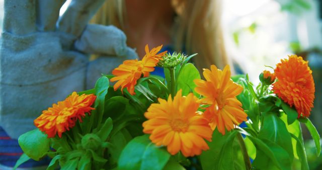 Gardener wearing gloves tending marigold flowers with vibrant orange petals in an outdoor garden. Perfect for topics on gardening, flower care, nature enthusiasts, outdoor hobbies, and seasonal planting advice.