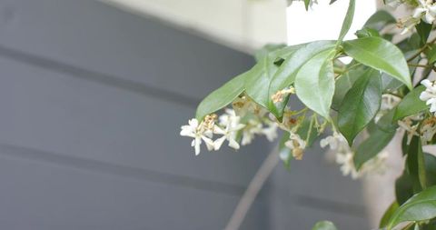 White star-shaped blossoms blooming on glossy green shrub beside modern grey cladding