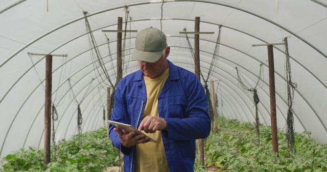 Senior Caucasian man reviews data on a tablet in a greenhouse, with copy space. His focus on crop management highlights the importance of technology in modern agriculture.