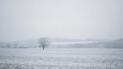 Fixed-frame winter video of solitary tree in snow field with drifting fog and barns