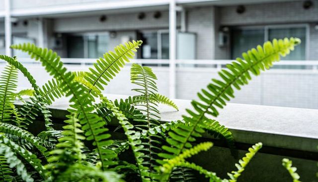 Urban balcony ferns spilling over concrete ledge in modern apartment courtyard greenery