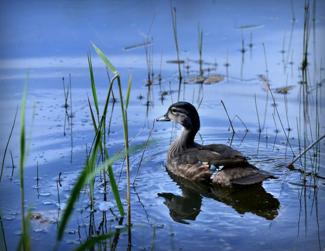 Wild duck swimming calmly in a serene pond surrounded by tall reeds. The clear blue water and verdant stalks create a peaceful natural setting. Perfect for use in wildlife conservation campaigns, nature magazines, tranquil imagery, outdoor activity promotions, and environmental education materials.