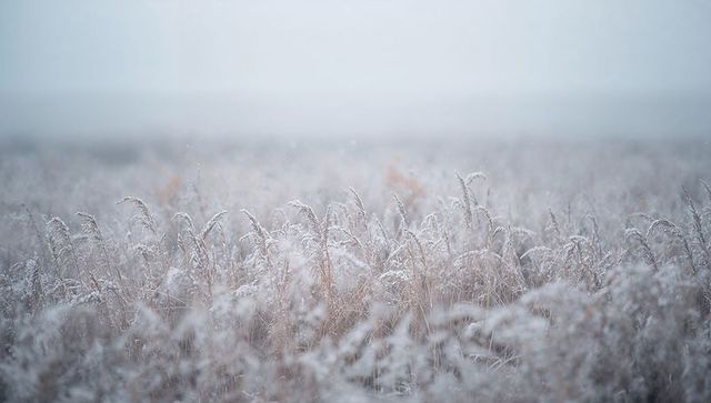 Hoarfrost grasses swaying across misty winter meadow at dawn