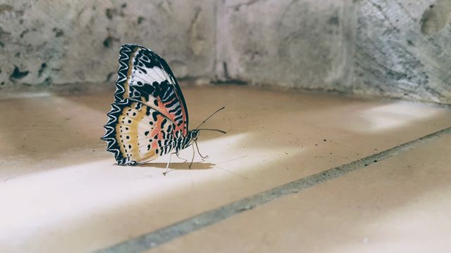 Close-Up of Colorful Butterfly Resting on Tile Floor - Download Free Stock Photos Pikwizard.com