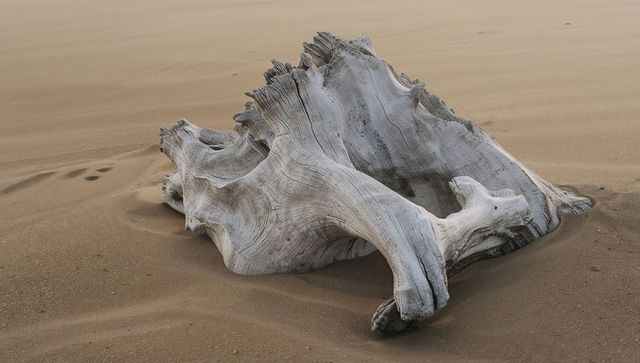Bleached Driftwood Stump Resting on Windblown Sand with Ripples and Footprints