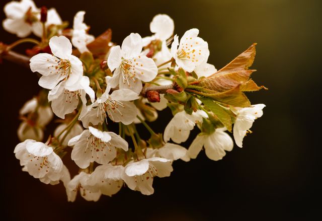 Cherry Blossom Branch Close-Up with Blooming Flowers - Download Free Stock Photos Pikwizard.com