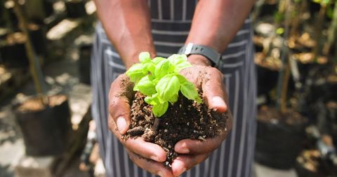 Hands Cradling Seedling in Garden